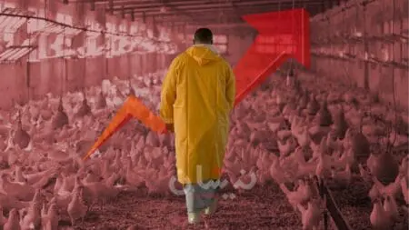 مهنيون يحذرون من ارتفاع أسعار الدجاج خلال رمضان