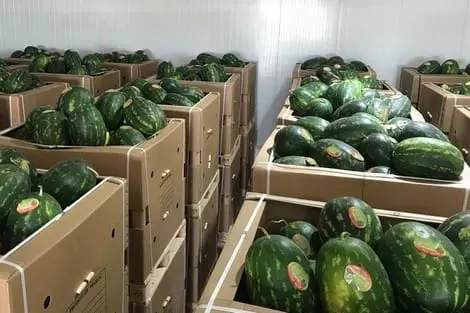 صادرات “الدلاح” ترتفع بـ25% رغم منع زراعته
