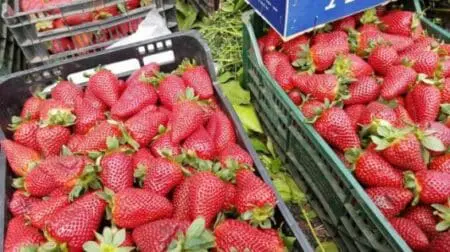 “أونسا” تفتح تحقيقا بعد اكتشاف إسبانيا تلوث فراولة مغربية بالتهاب الكبد الوبائي