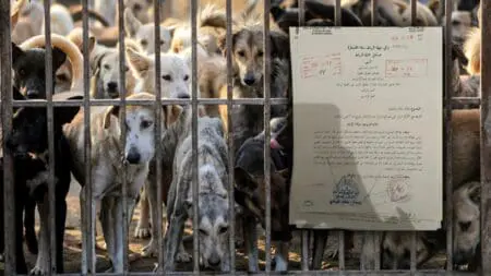 قرار قضائي حول”مستوصف الكلاب” يحرج الولاية وجماعة الرباط