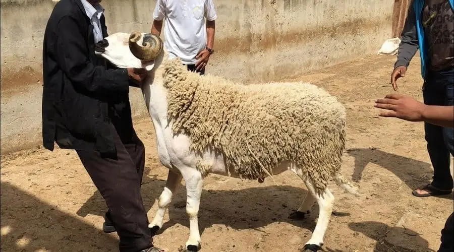 عيد الأضحى .. الشروع في ترقيم الأغنام والماعز