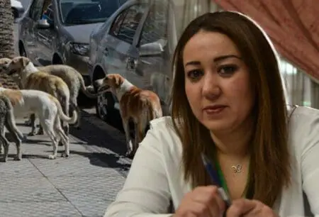 “الكلاب الضالة” تجر العمدة “الرميلي” الى القضاء