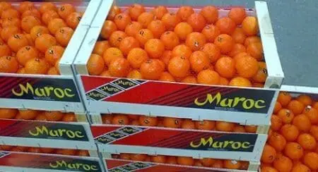 الحمضيات المغربية تطرق أبواب السوق اليابانية