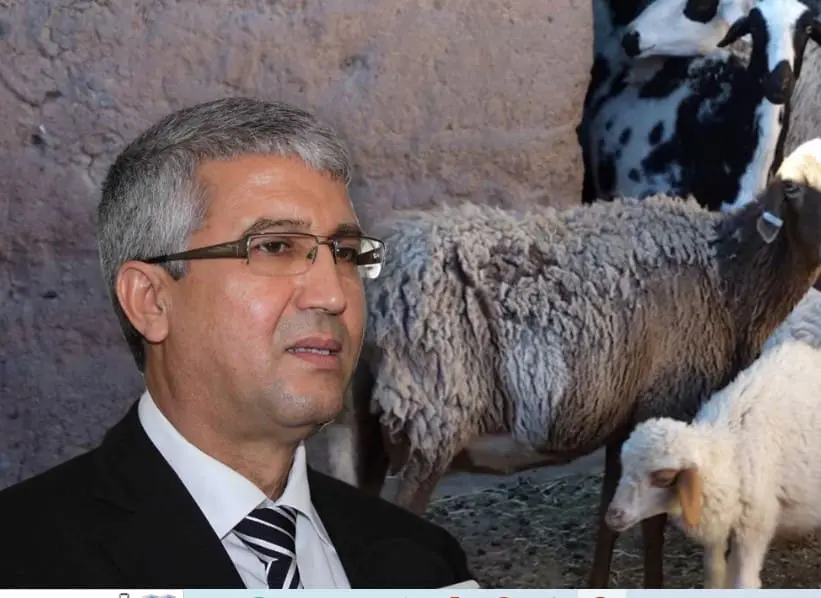 كسابون صغار يكشفون تحول دعم استيراد أضاحي العيد لـ”وزيعة”