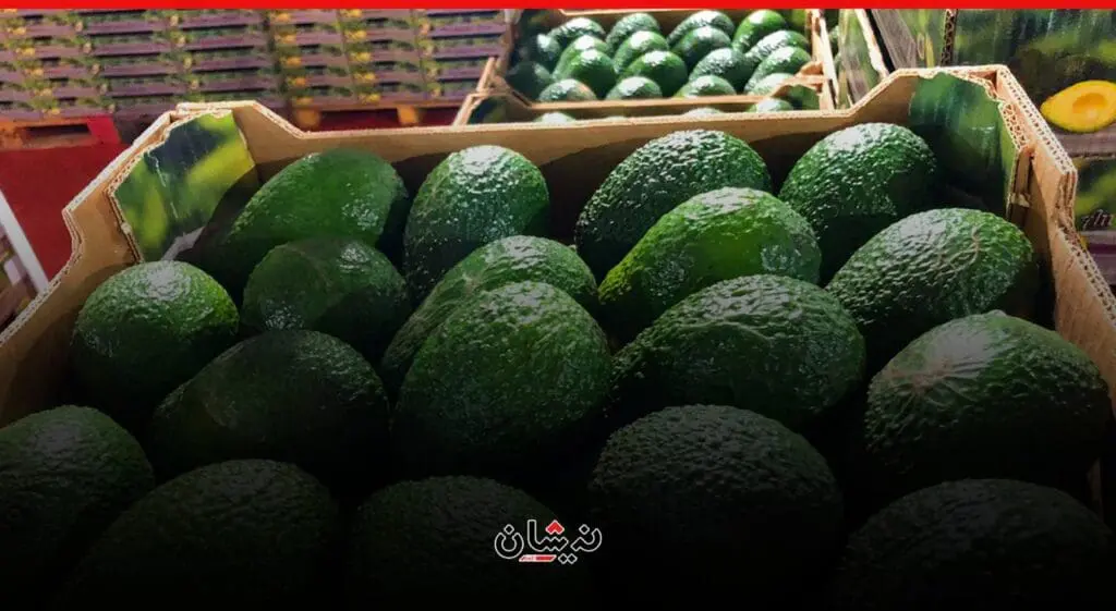 شحنة “لافوكا” لجورجيا تكشف صراع “الماء” داخل الحكومة