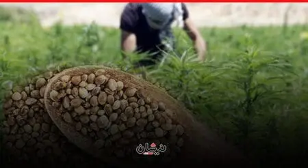 بعد التقنين..”البلدية” تشرع في طرد البذور الهجينة من حقول القنب الهندي