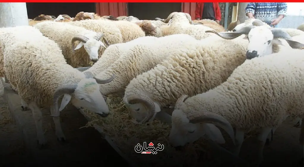 غلاء أضاحي العيد يُعيد للواجهة مطالب إحداث أسواق نموذجية
