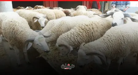 غلاء أضاحي العيد يُعيد للواجهة مطالب إحداث أسواق نموذجية
