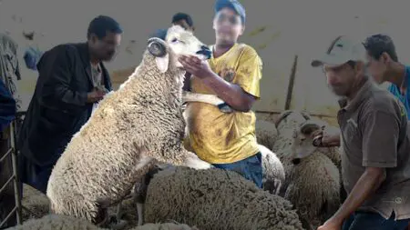 كبار “الشناقة” يحتكرون الأغنام المستوردة ويمنعون وصولها للأسواق شهرا قبل العيد