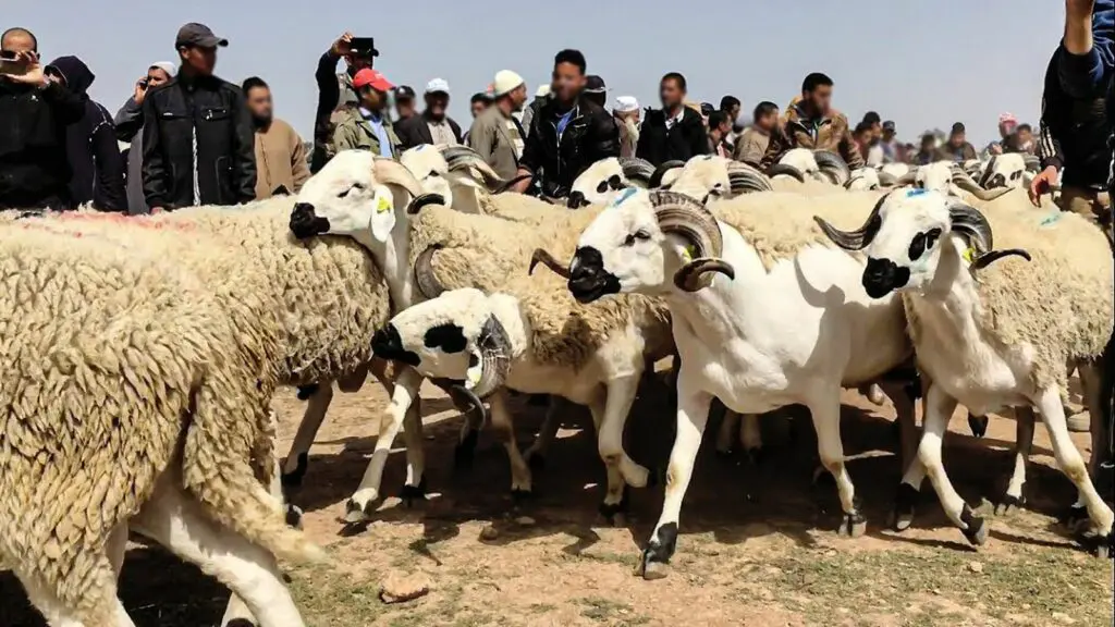 أربعة مستوردين تقاسموا الملايير المخصصة لدعم أضاحي العيد