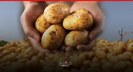 تحذيرات من مرض غريب يفتك بحقول البطاطس بالمغرب