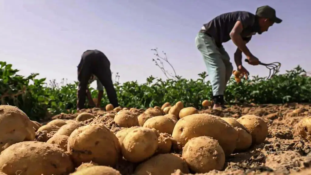 تراجع الأراضي المزروعة يهدد بأسوأ موجة بطالة في العالم القروي