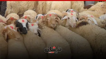 وسط تخوفات من الغلاء..المجلس الحكومي يناقش تحضيرات عيد الأضحى