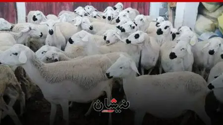 الحكومة تتوقع تفاقم غلاء اللحوم بسبب ذبح إناث الإنتاج