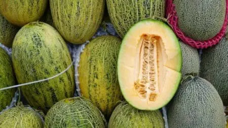 البطيخ المغربي يهيمن على نظيره الإسباني في أسواق الجارة الشمالية