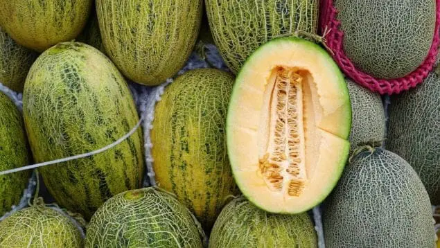 البطيخ المغربي يهيمن على نظيره الإسباني في أسواق الجارة الشمالية