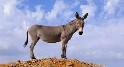 اليوم العالمي للحمار.. إنصاف لـ”حيوان ذكي وعنيد”
