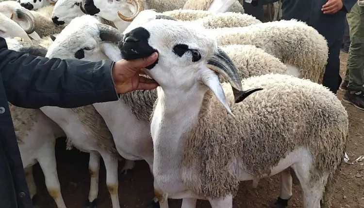 33 مليون رأس ماشية في 5 أشهر؟.. ‘البيجيدي’ يشكك ويدعو إلى تحقيق رسمي
