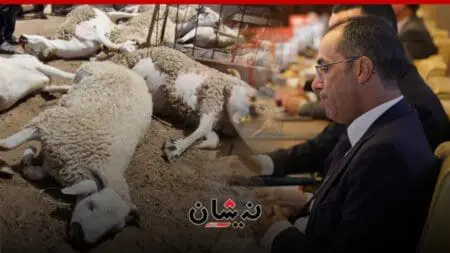 في ظل صمت “لونسا”.. ارتفاع حصيلة الأغنام النافقة في برشيد