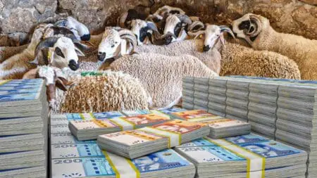 بعد ملايير الدعم..غلاء الأضاحي يُضاعف أرباح المستوردين
