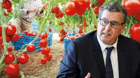 المغرب يصدر مياهه عبر الطماطم وسط أزمة مائية حادة