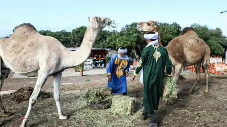 لجنة أمنية لتجنب المواجهات بين الرعاة الرحل والساكنة بتيزنيت