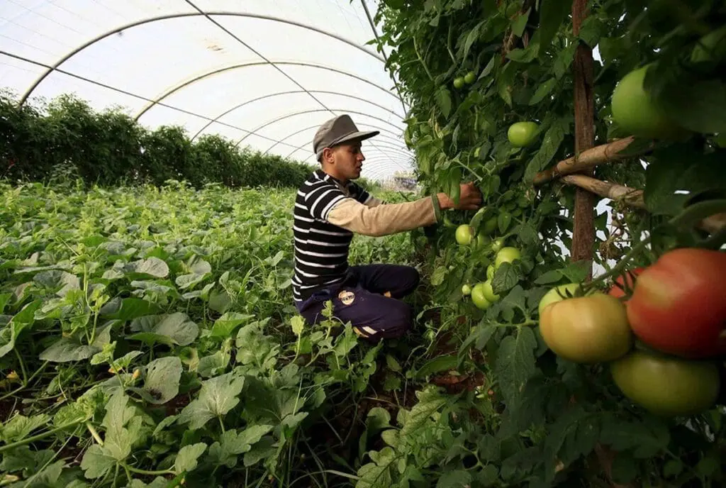 جون أفريك: الجزائر تتعبأ لمنافسة المغرب في إنتاج الطماطم