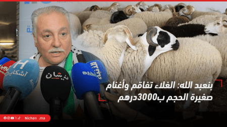 بنعبد الله: الغلاء تفاقم وأغنام صغيرة الحجم ب3000درهم