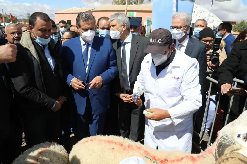أزمة الأضاحي تفضح “اختفاء” 30 مليون رأس من الماشية كانت لدى المغرب حتى 2021