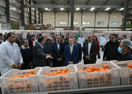 البرتقال المصري يطيح بنظيره المغربي والاسباني من السوق الكندية
