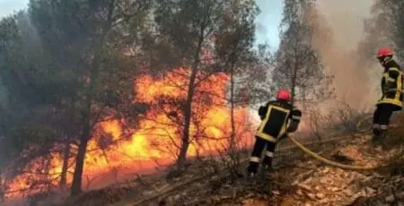 التحقيق في حريق غابة هوارة بطنجة ينتهي باعتقال مدمن “كيف”