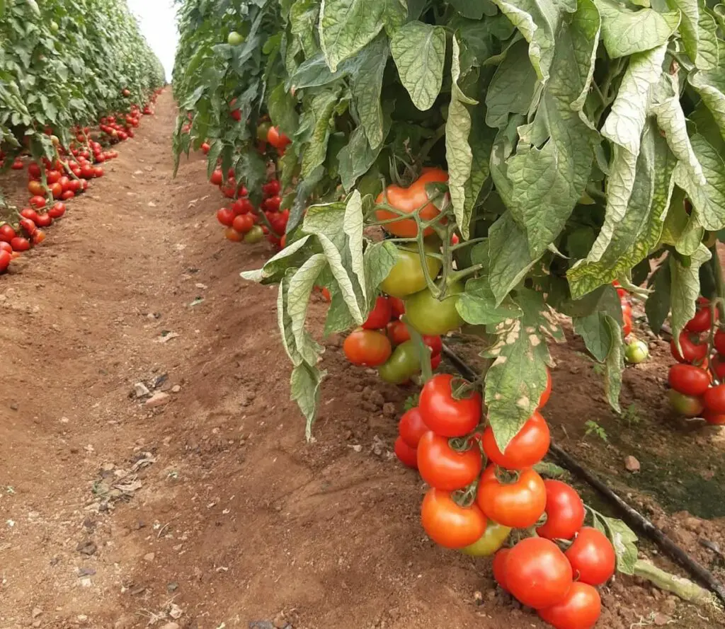 بريطانيا لم تعد تشتري سوى الطماطم المغربية