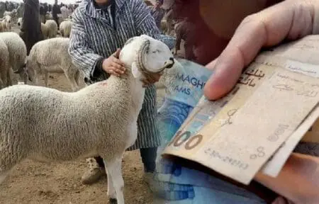 التقدم والاشتراكية..الحكومة قدمت دعما سخيا لمستوردي الغنم مقابل الغلاء