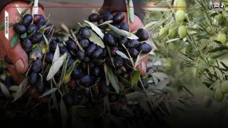 “دواوير” شبه مهجورة تؤثر على أرباح الفلاحين الصغار من الزيتون بوزان