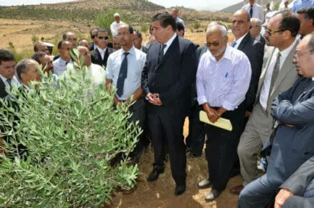 بعد قلعة السراغنة.. موت عدد كبير من أشجار الزيتون بشيشاوة