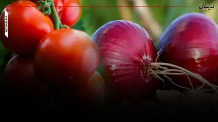 الحكومة تعلن استمرار دعم بذور الطماطم والبصل والبطاطس