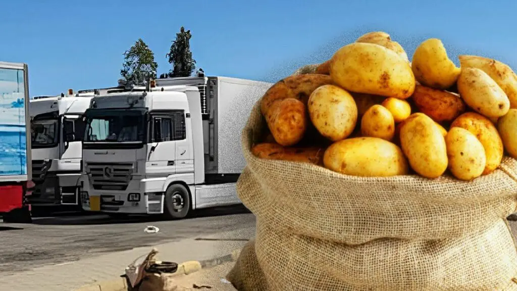 سعر البطاطس يواصل الصعود في المغرب رغم وفرة الإنتاج والتصدير