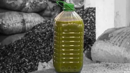 رغم التقييد الحكومي..استمرار تصدير زيت الزيتون المغربي يفاقم الغلاء