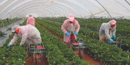 إسبانيا.. اعتقال 13 شخصًا بتهمة استغلال عمال موسميين من المغرب والسنغال