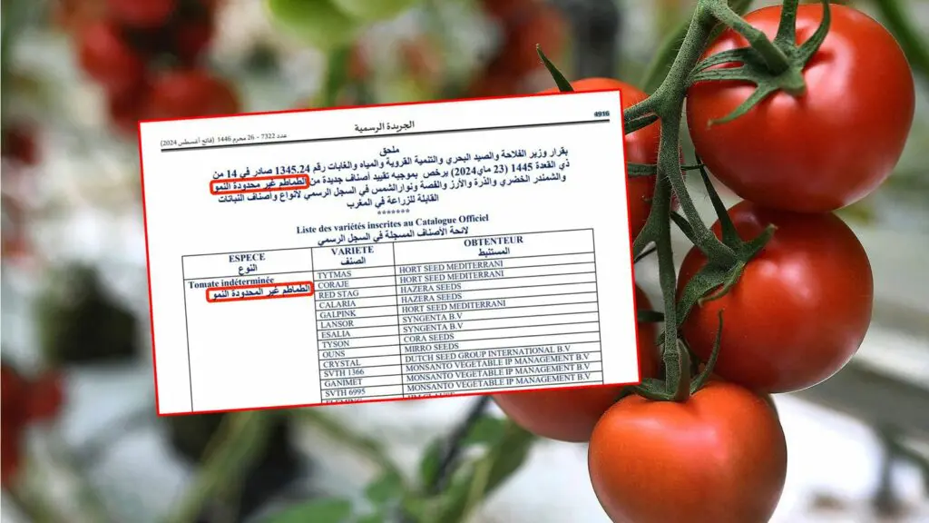 وزارة الفلاحة ترخص لأصناف جديدة من الطماطم لمواجهة ارتفاع الأسعار
