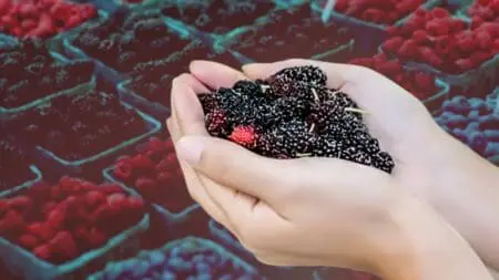 نقص اليد العاملة يؤخر حصاد التوت بسوس ماسة