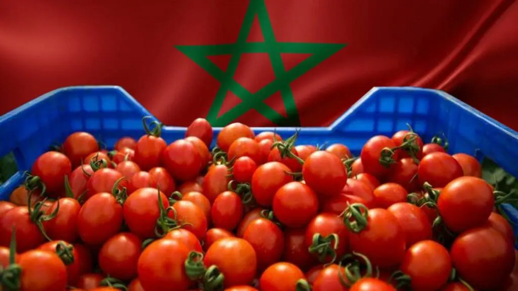 المغرب ضمن أهم مصدري الطماطم في العالم