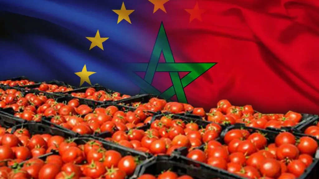 الطماطم المغربية تغزو الأسواق الأوروبية بـ158 ألف طن