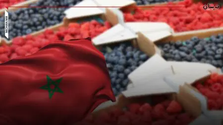 المغرب يُحطم رقما قياسيا في تصدير العُليق الطازج بـ67 ألف طن