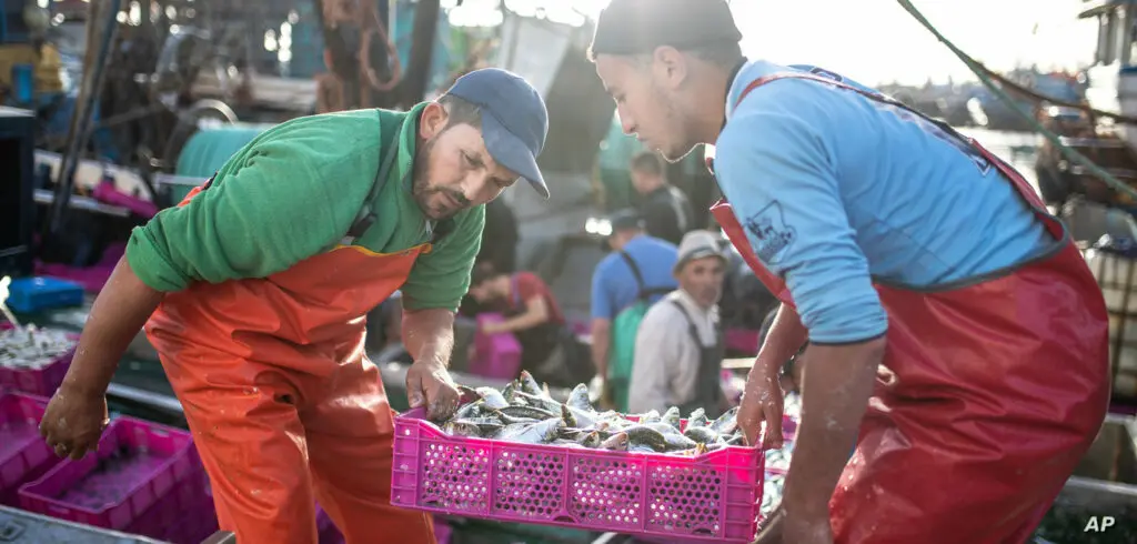 أسعار السردين تتجاوز 30 درهما مع اقتراب رمضان