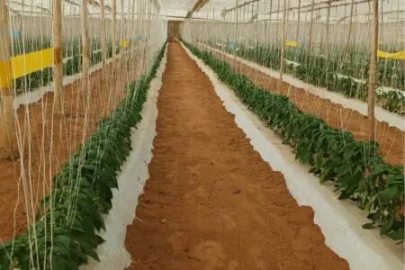 محاصيل جيدة متوقعة للفلفل المغربي الموجه للتصدير إلى ألمانيا وسويسرا