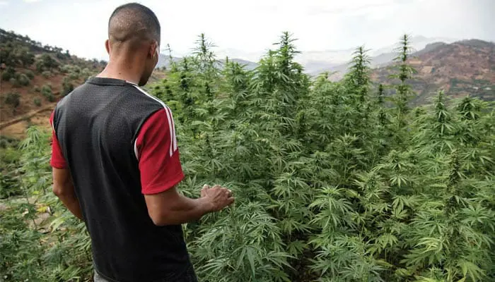 المغرب يمنح 3000 ترخيص خاص بالقنب الهندي هذا العام
