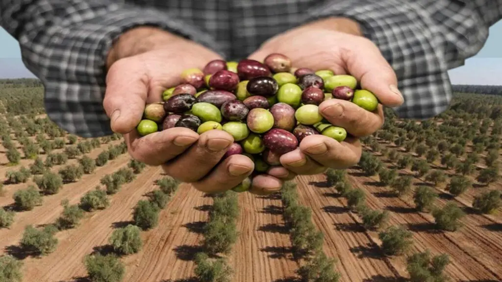 أسعار الزيتون ترتفع لـ25 درهما للكيلو غرام بالضيعات الفلاحية