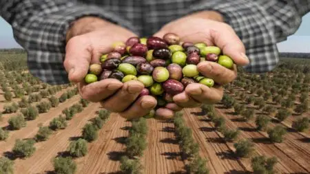 أسعار الزيتون ترتفع لـ25 درهما للكيلو غرام بالضيعات الفلاحية