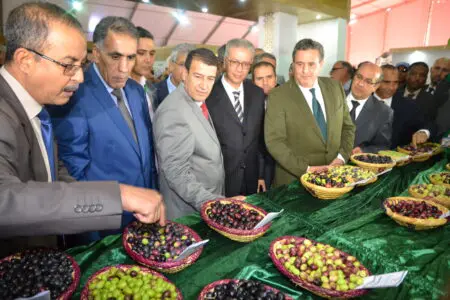 اتهامات لحكومة اخنوش بالفشل رغم استثمار 6 ملايير درهم وتخصيص مليون هكتار لزراعة الزيتون